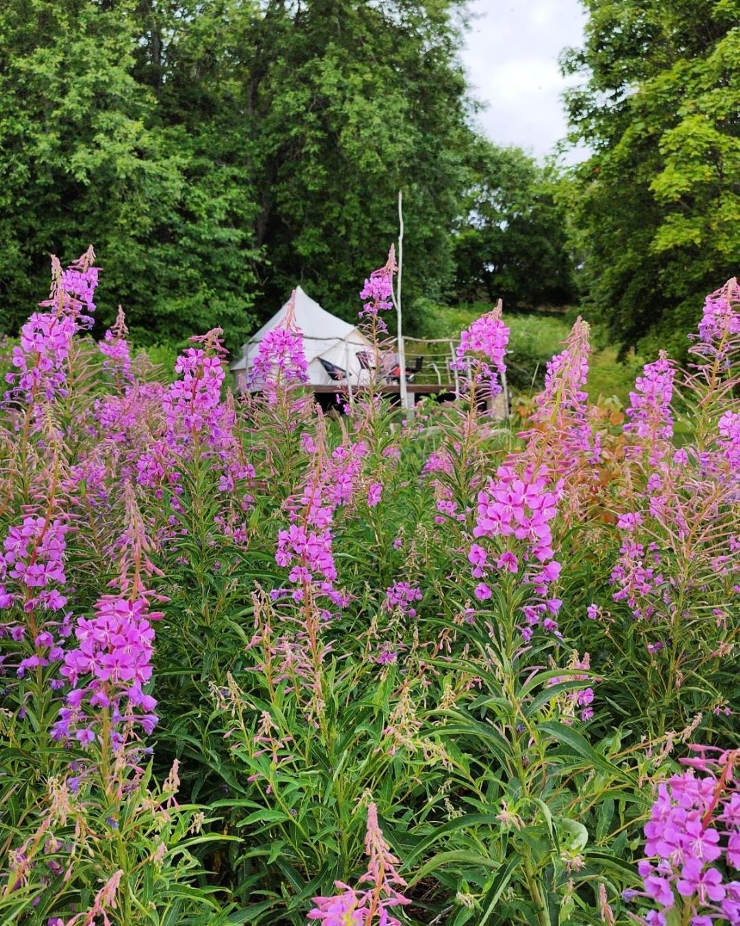 Mereaeaere Glamping Ja Rannamaja Liimala 外观 照片